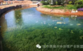 水環(huán)境生態(tài)修復(fù)技術(shù)方案
